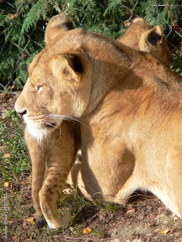 cerza - lionne et son petit photo