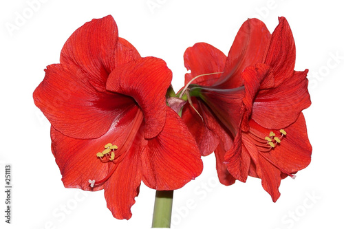 red amaryllis photo