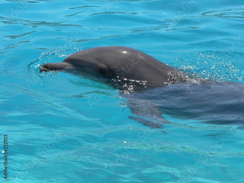 marineland - dauphin