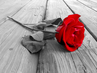 Papier peint photo Rouge, noir, blanc Rose romantique sur bois noir et blanc  © visi.stock