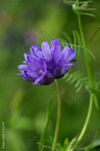 Fototapeta Naklejka Na Ścianę i Meble -  purple wildflower in field of vetch