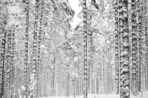 forest in snow