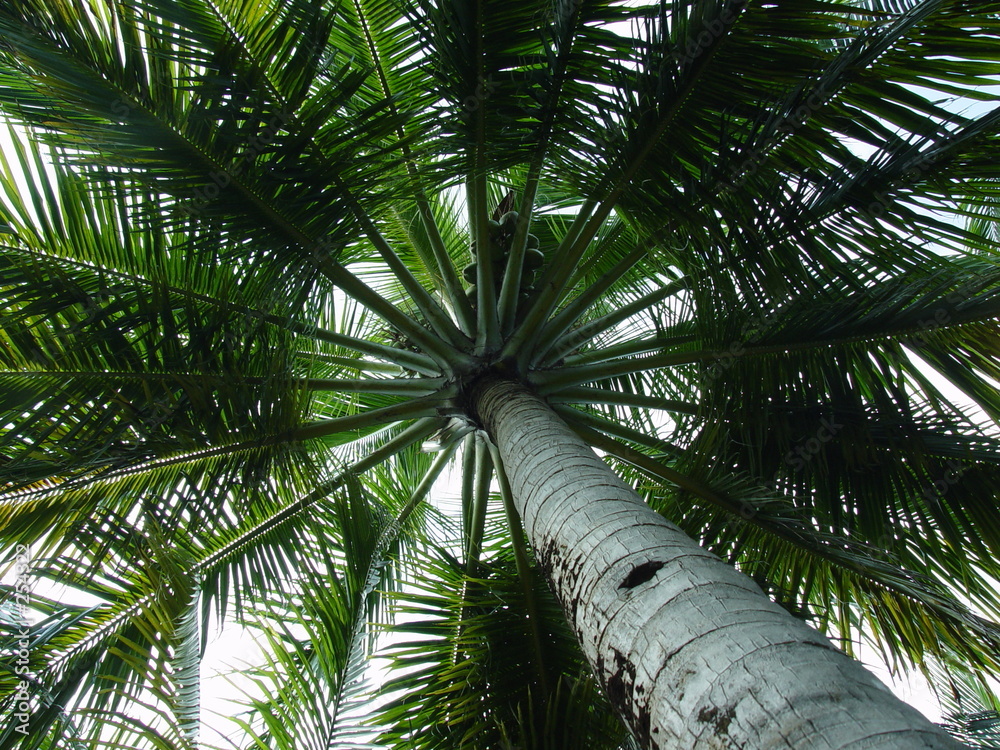 Fototapeta premium palm tree