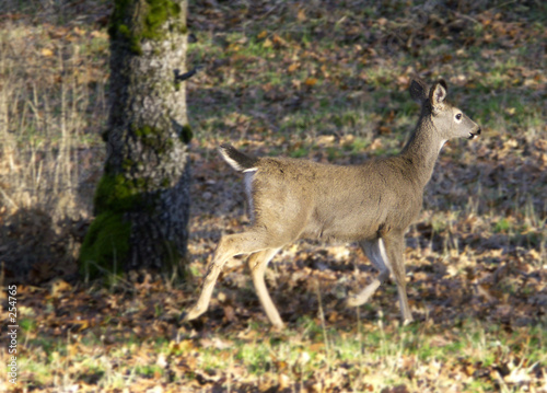 deer - young doe running through woods