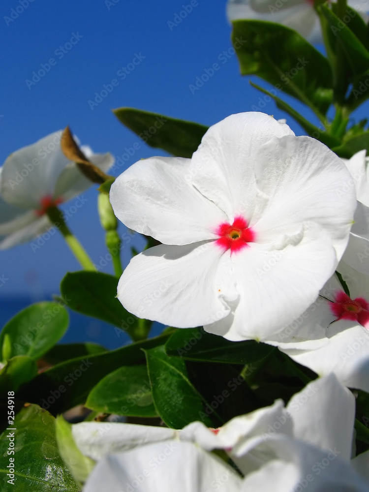 white flower 2 white flower 2