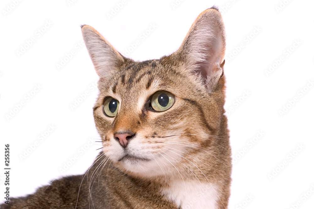 closeup cat closeup cat