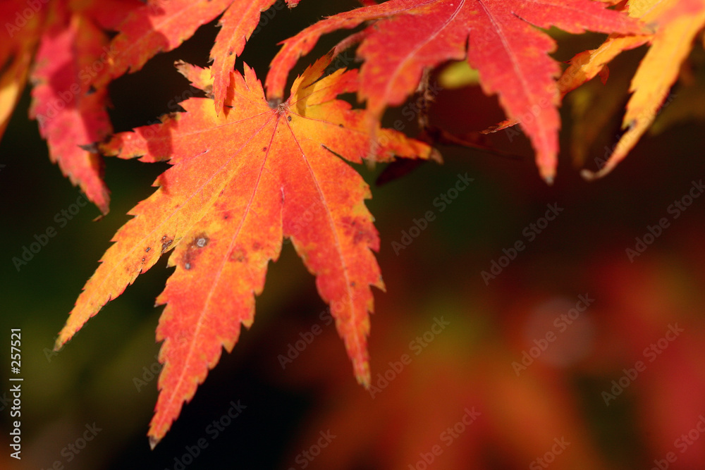 leaves leaves
