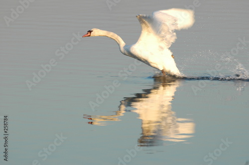 cygne 4 photo