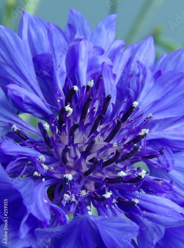 blue cornflower