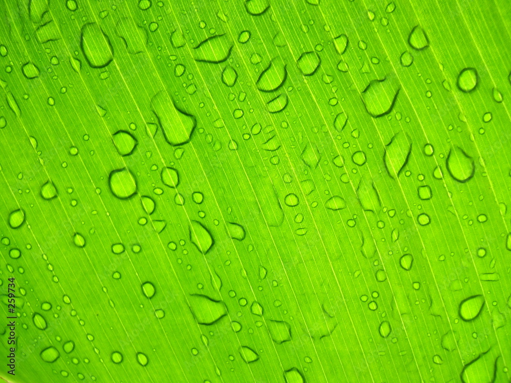 gouttes d'eau en transparence gouttes d'eau en transparence