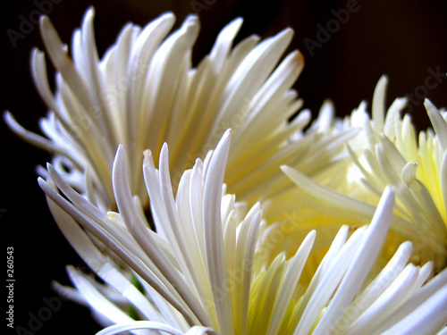 fleurs