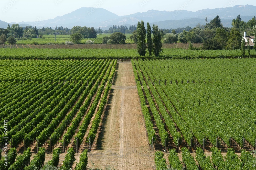 californian vineyard