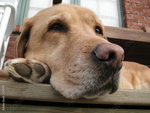 the nose knows photo