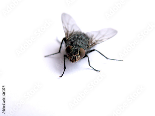 an fly