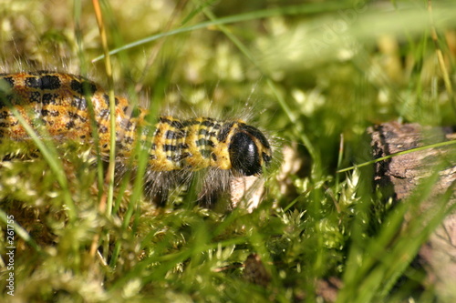 mondvogel-raupe photo