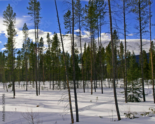 winter landscape