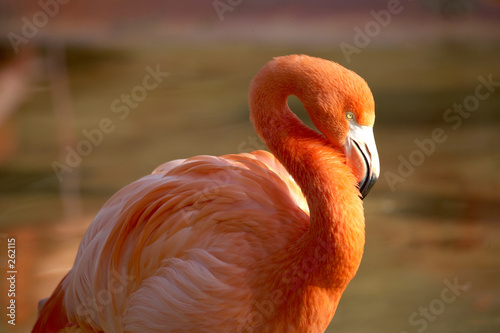 flamingo5050