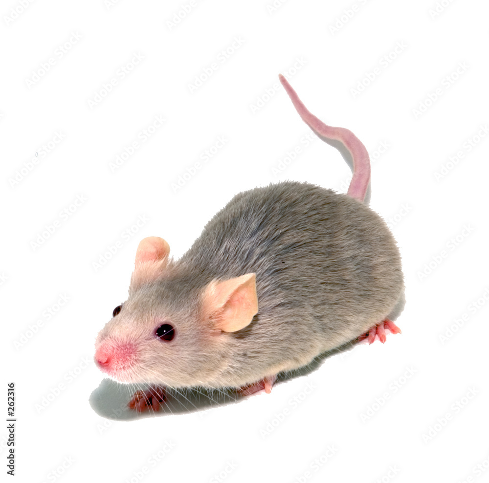 mouse 4 mouse 4