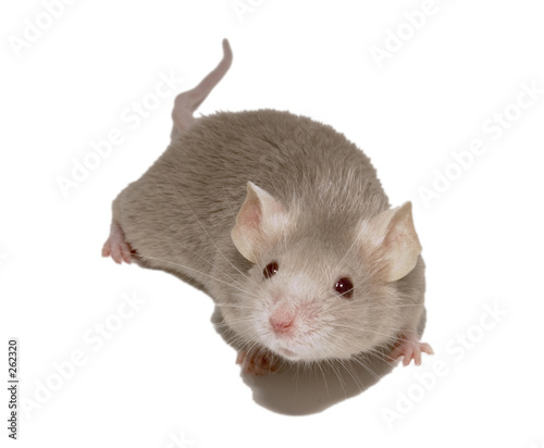 mouse 5