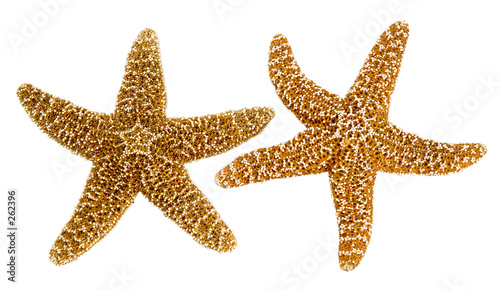 isolated star fish