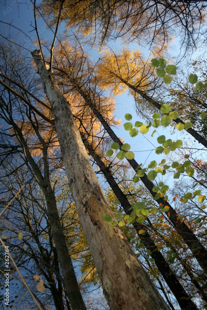 Obraz premium danish autumn