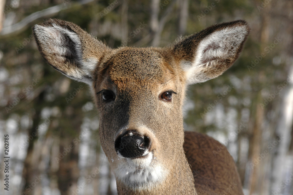 Fototapeta deer