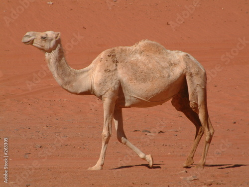 camel, wadi rum, jordan