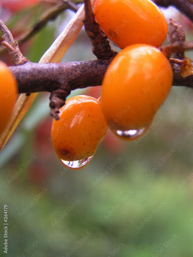 berry sea buckthorn
