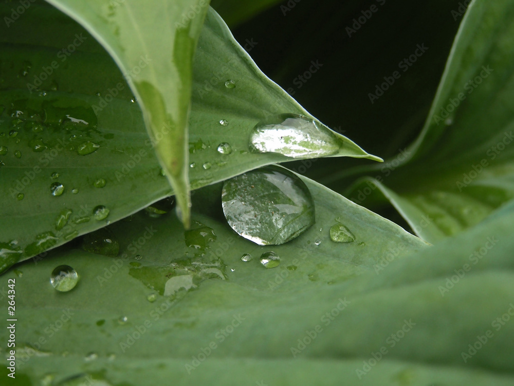 drops