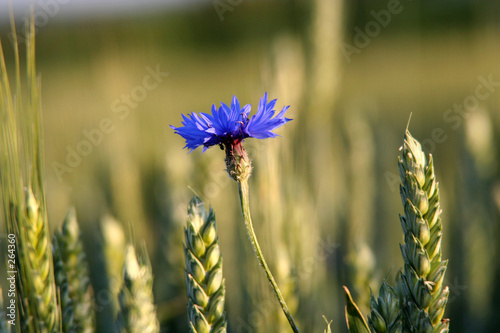 kornblume