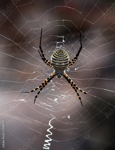 spider in my garden