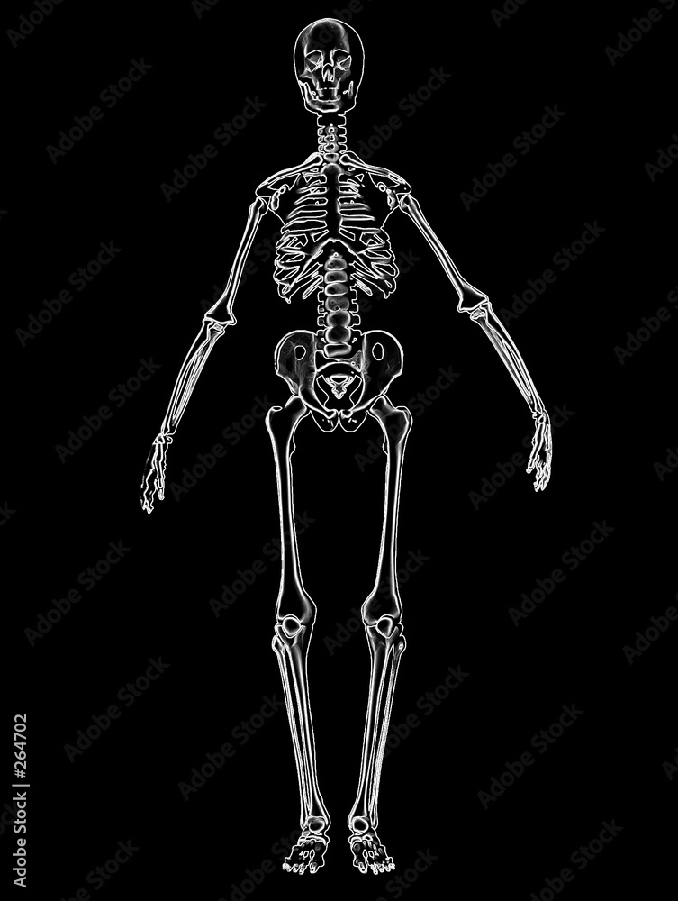bone bone