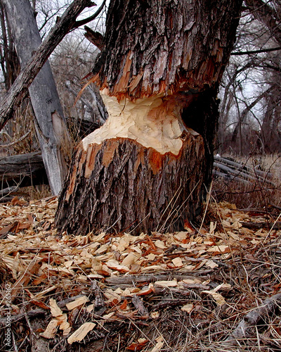 beaver cut
