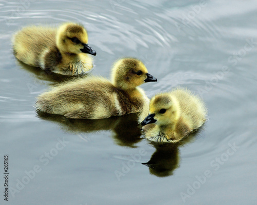 goslings © Van Truan