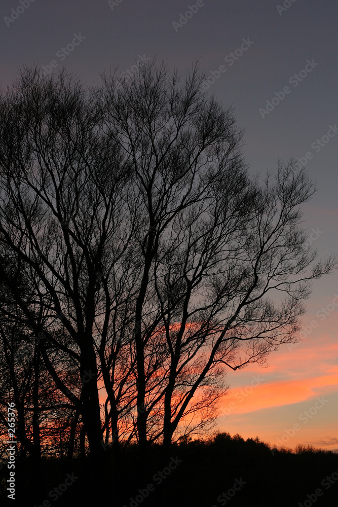 branches morning branches morning