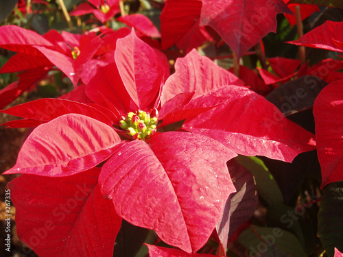 poinsettia