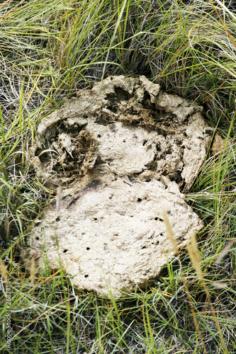 cow pie detail photo