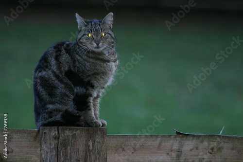 katze mit glühenden augen photo