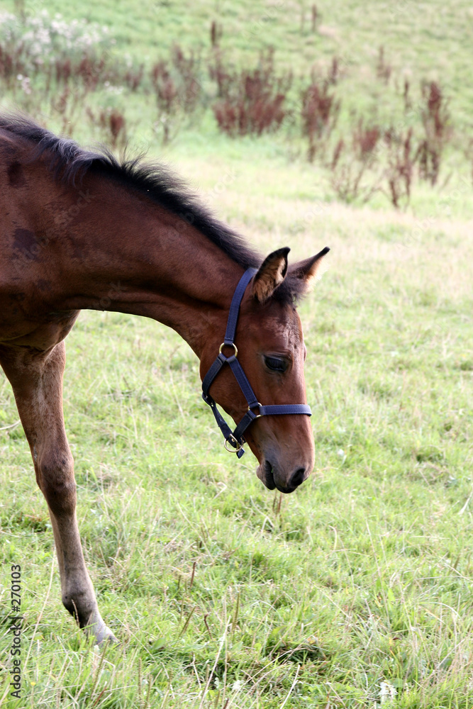 Fototapeta premium horses