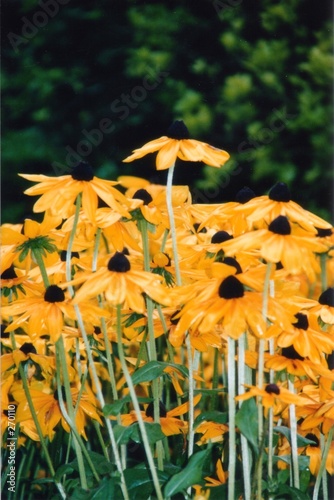 black - eyed susans