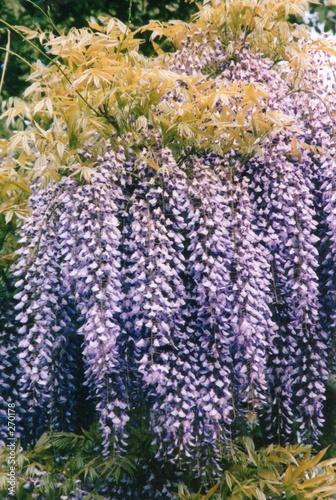 wisteria