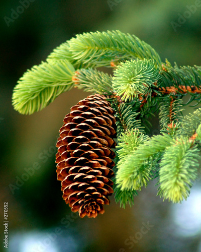 spruce cone