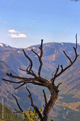 weathered tree