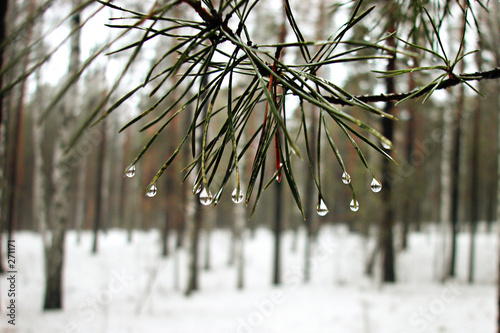 pine and water drop