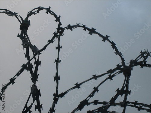 barbed wire 3 photo