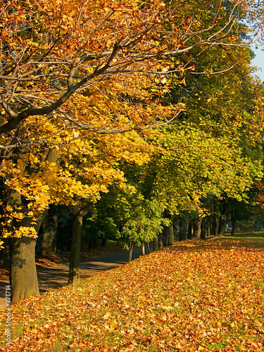 autumn colors