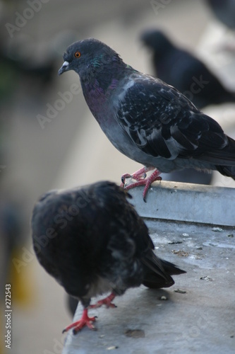 pigeon