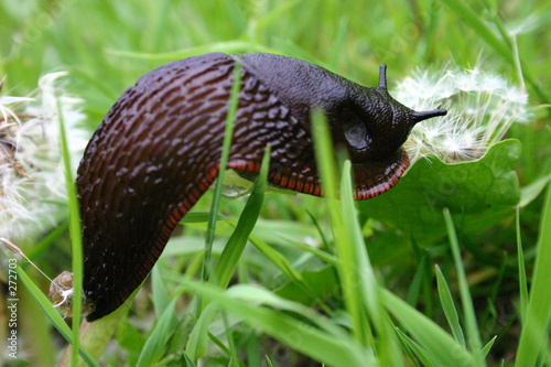 große schwarze wegschnecke photo