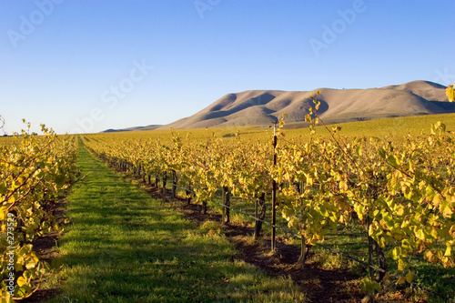 fields of grape vines photo