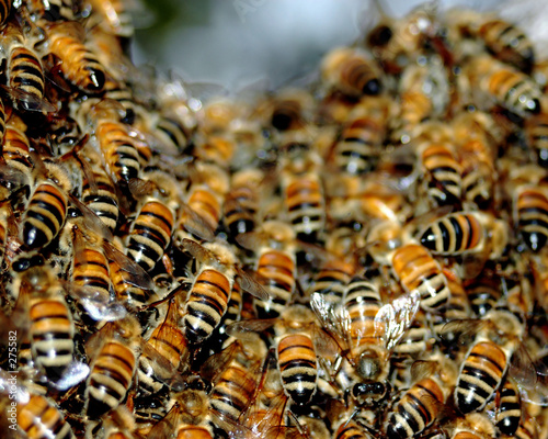 honey bee swarm